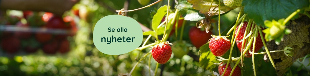Nyheter